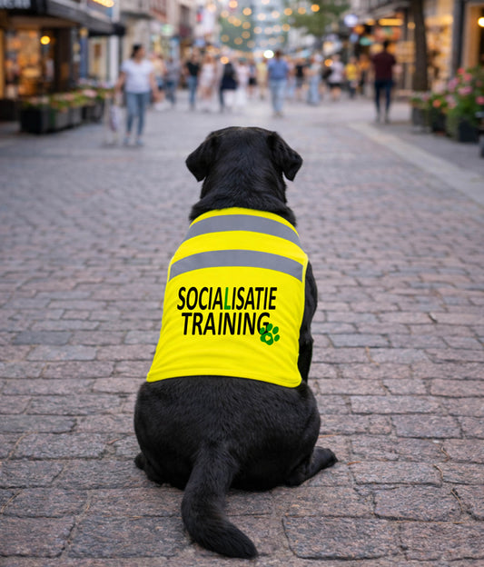 Gele Hondenhesje - Socialisatie training